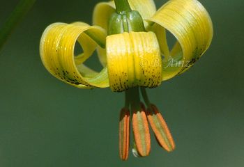 Flor de Lis o Azucena del Pirineo - "Lilium pyrenaicum"