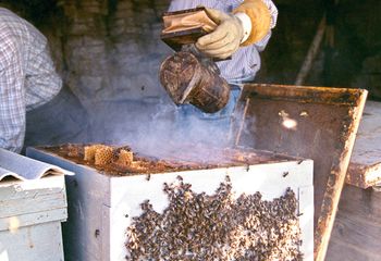 Echando humo para espantar a las abejas