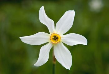 Narciso de los poetas - "Narcissus poeticus"