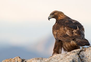 Águila real