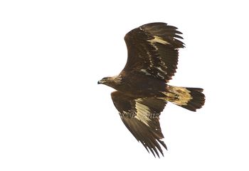 Águila real joven - "Aquila chrysaetos"
