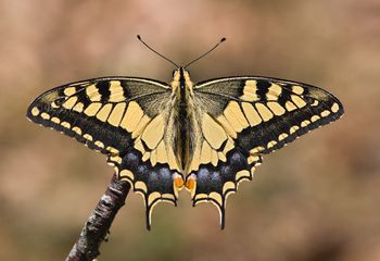Macaón - "Papilio machaon"