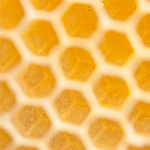 Extrayendo la miel