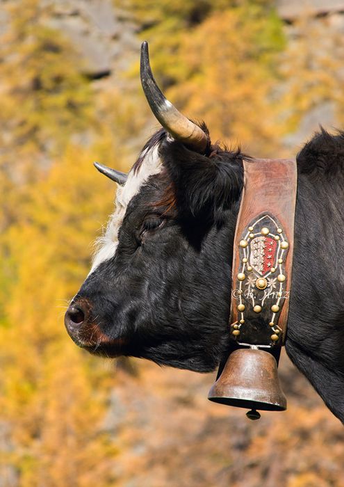 Vaca suiza con collar bordado