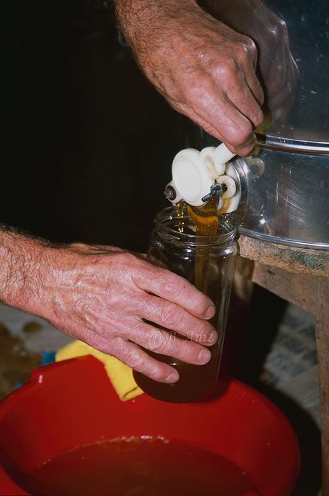 Embotando la miel