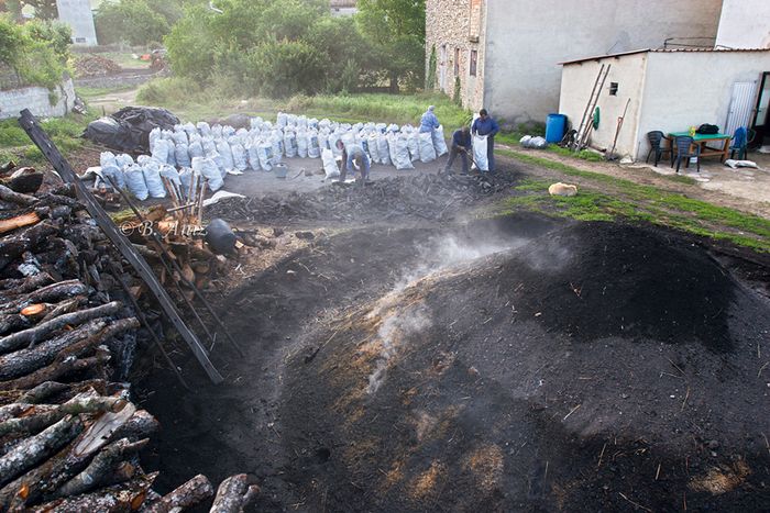 Terminando de recoger la carbonera mientras la otra sigue cociéndose