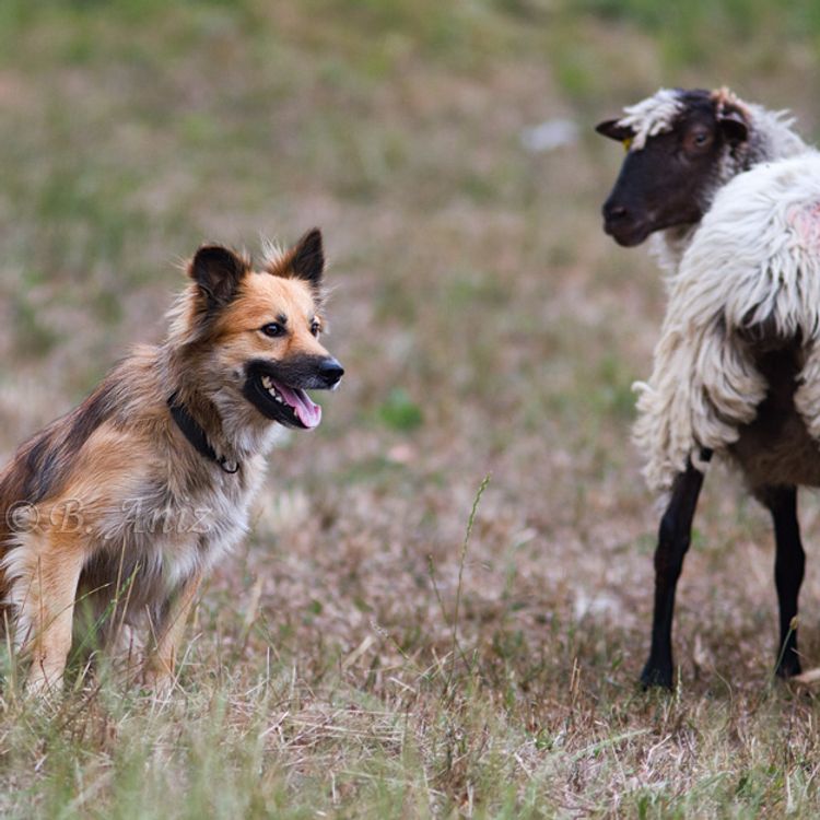 Perros pastor