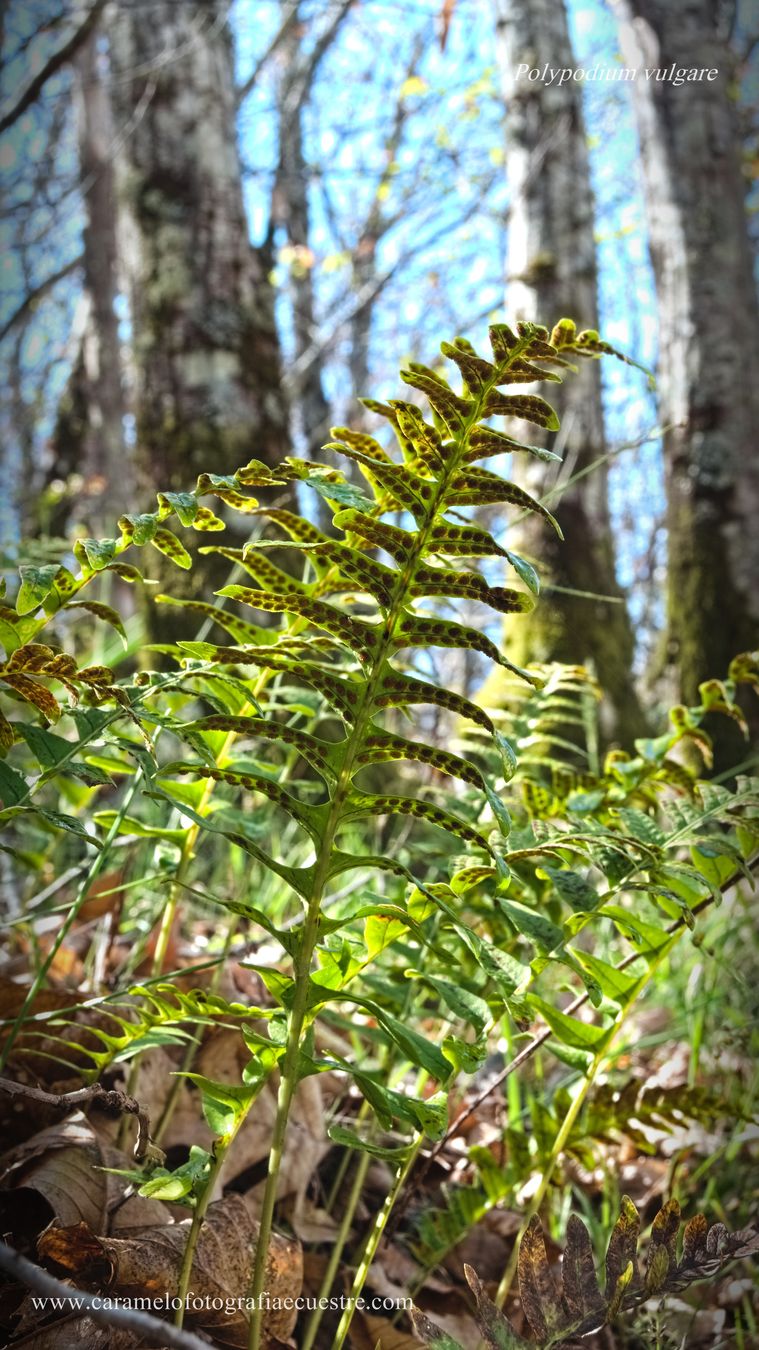 Bosque Extremadura