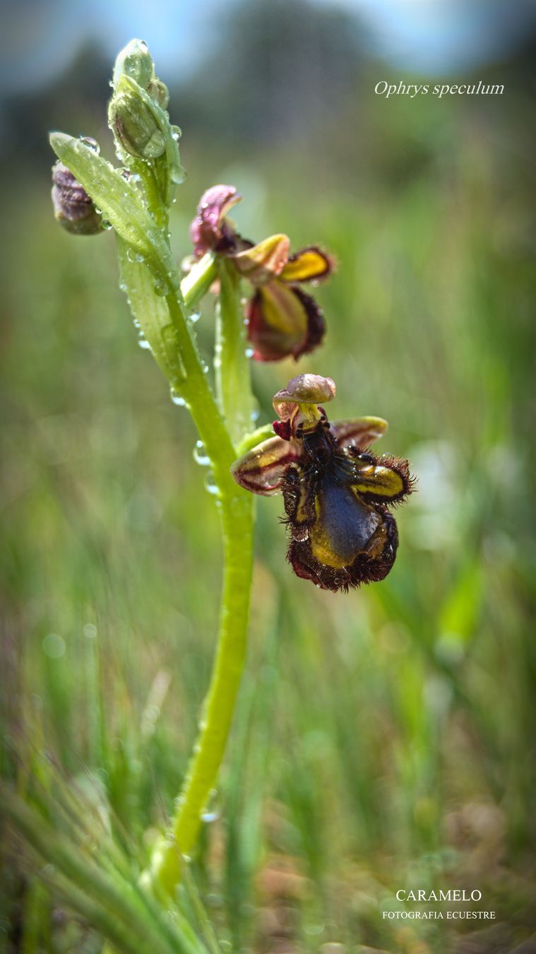 orquídea