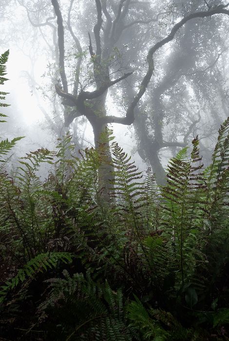 Bosque de niebla