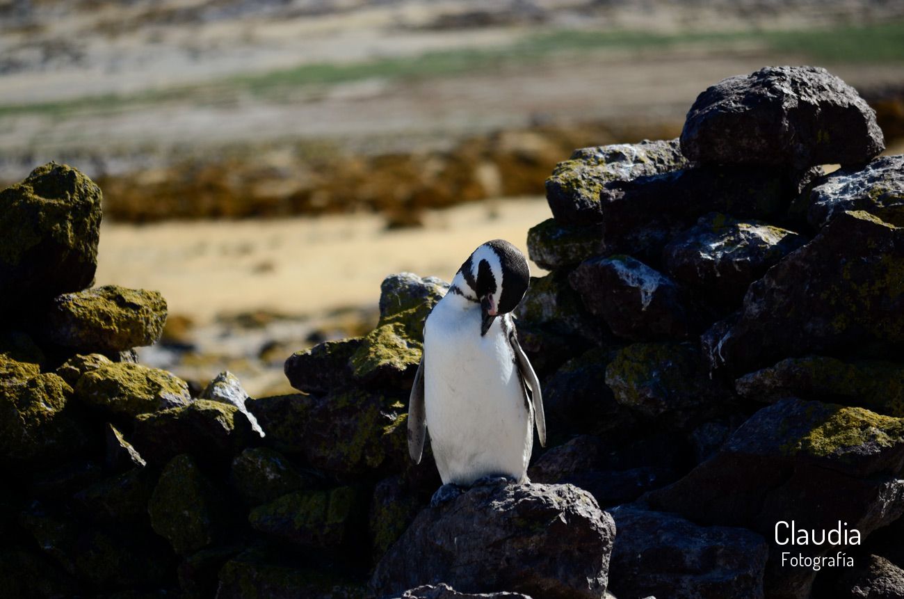 Isla Pingüino.    Puerto Deseado,  Provincia de Santa Cruz,  Argentina.