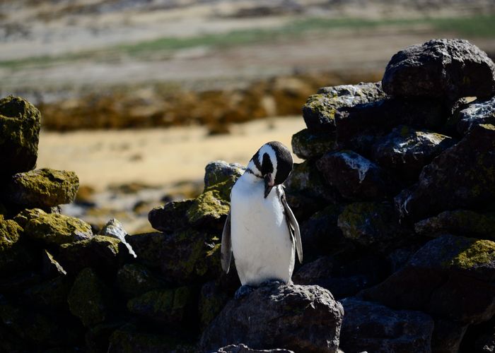 Isla Pingüino.    Puerto Deseado,  Provincia de Santa Cruz,  Argentina.
