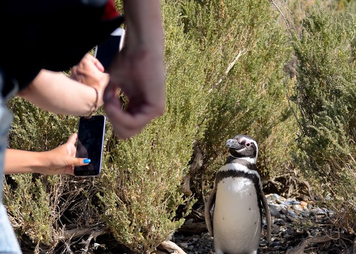 Isla de los Pájaros.    Puerto Deseado,  Provincia de Santa Cruz,  Argentina