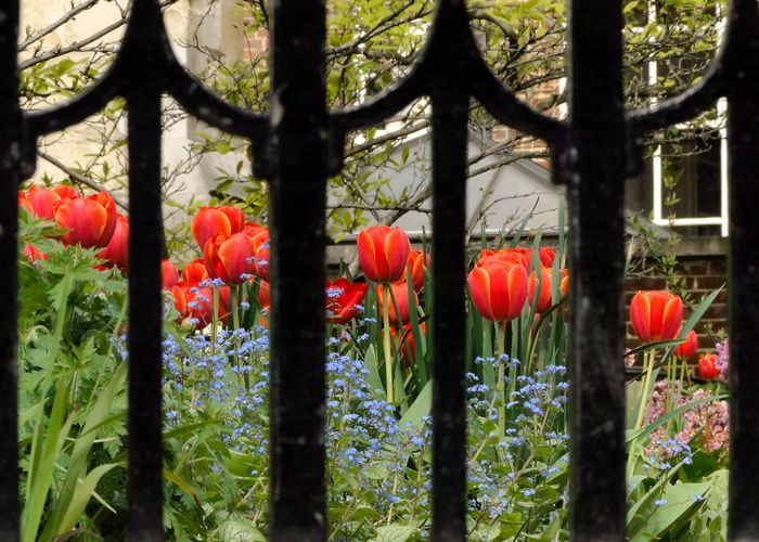 tulipanes rojos tras una reja