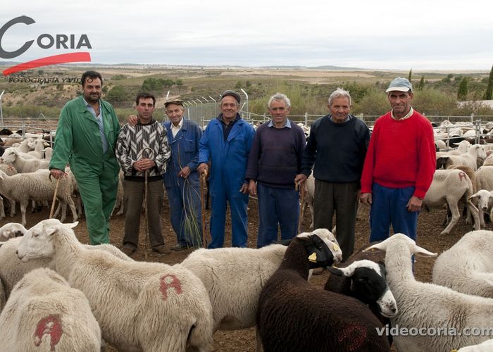 Vuelven los pastores trashumantes alistanos tras permanecer tres meses en la Alta Sanabria