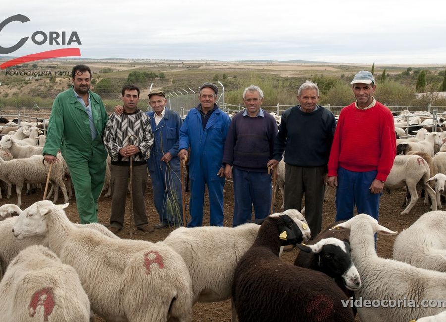 Vuelven los pastores trashumantes alistanos tras permanecer tres meses en la Alta Sanabria