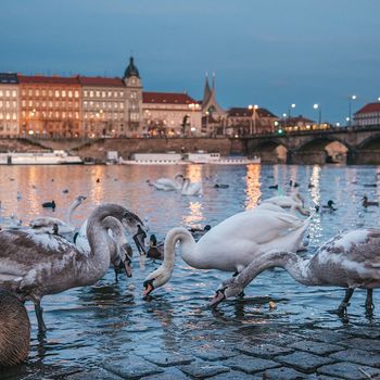 Friends of Prague