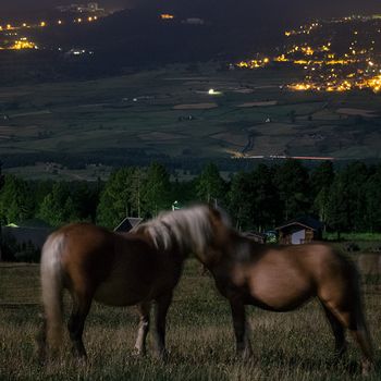 Horses in love under the moonlight