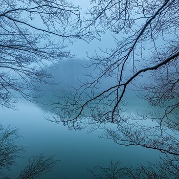 Veins of the forest