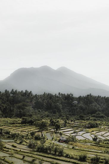 Rice Fields V - Bali (Indonesia) | Travel Photography | Dani Vottero