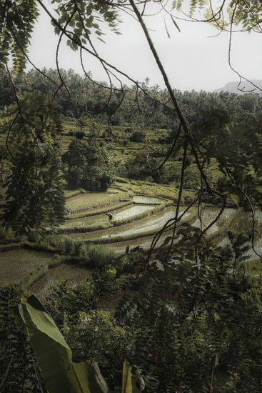 Rice Fields II - Bali (Indonesia) | Travel Photography | Dani Vottero