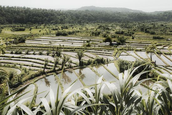 Rice Fields IV - Bali (Indonesia) | Travel Photography | Dani Vottero