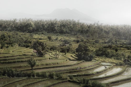 Rice Fields I - Bali (Indonesia) | Travel Photography | Dani Vottero