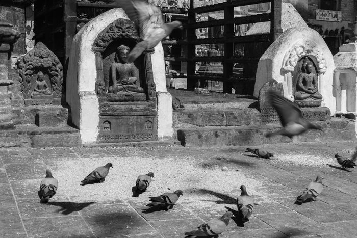 Palomas y Estatuas | Katmandú, Nepal | Fotografía de Viaje, Dani Vottero