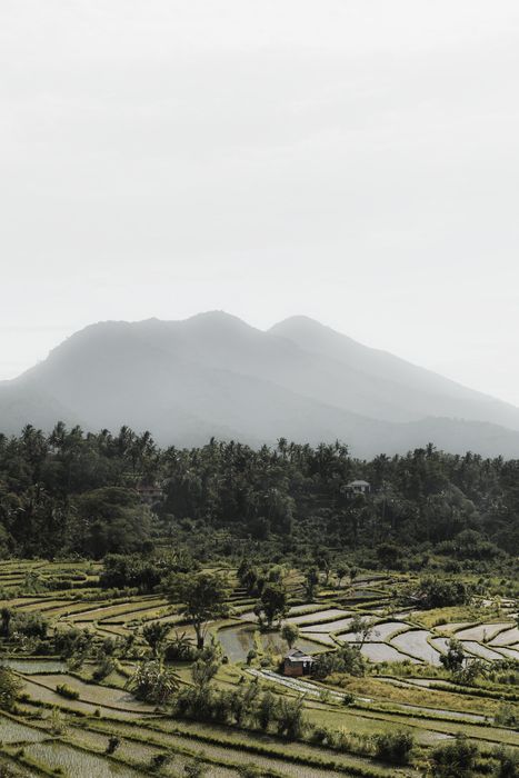 Rice Fields V - Bali (Indonesia) | Fotografía de Viaje | Dani Vottero