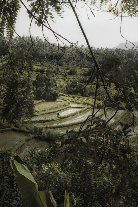 Rice Fields II - Bali (Indonesia) | Fotografía de Viaje | Dani Vottero