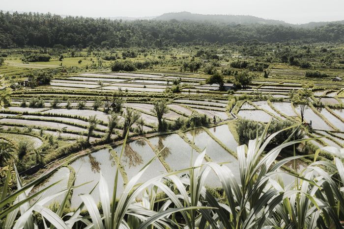 Rice Fields IV - Bali (Indonesia) | Fotografía de Viaje | Dani Vottero