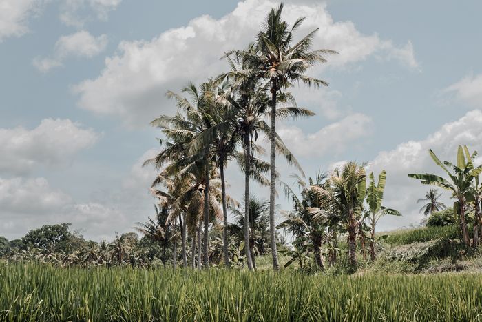 Palm Trees - Bali (Indonesia) | Landscape photography, Dani Vottero