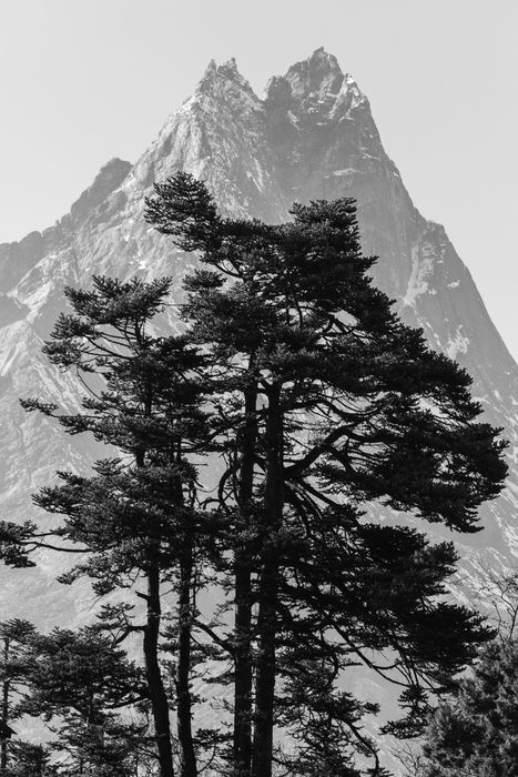 Albero e Montagna | Himalaya | Nepal | Fotografia di Paesaggio, Dani Vottero