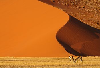 Esencia del Namib