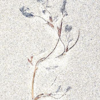 "Esculturas efímeras: Plantas secas sobre la arena"
