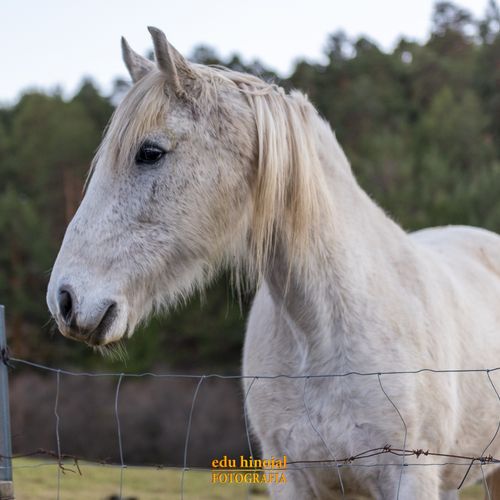 Caballos de Gredos