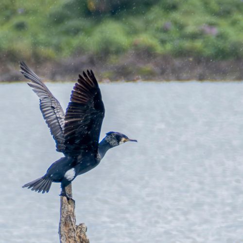 CORMORÁN