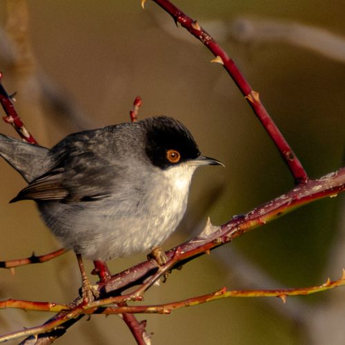 CURRUCA CABECINEGRA