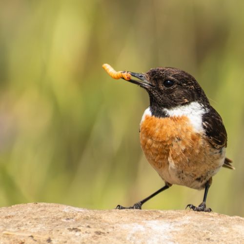 TARABILLA EUROPEA