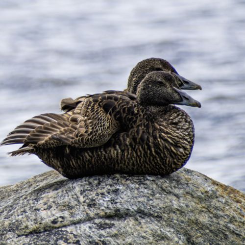 EIDER COMÚN