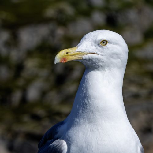 GAVIOTA OCCIDENTAL