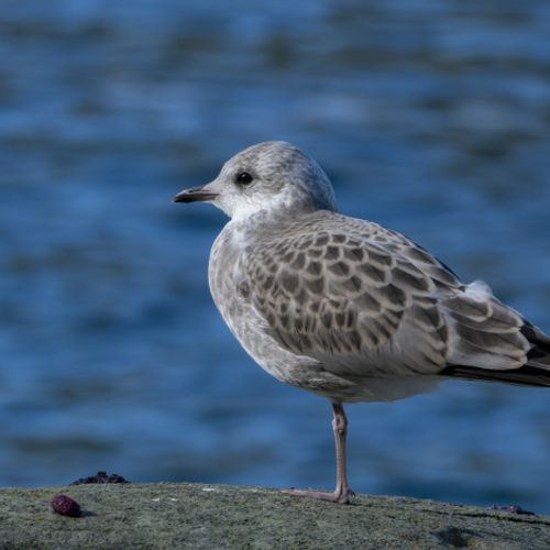 GAVIOTA CANA