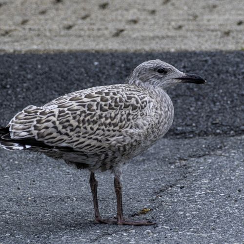 GAVIOTA ARGÉNTEA