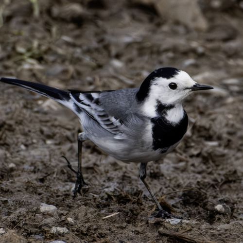 LAVANDERA BLANCA