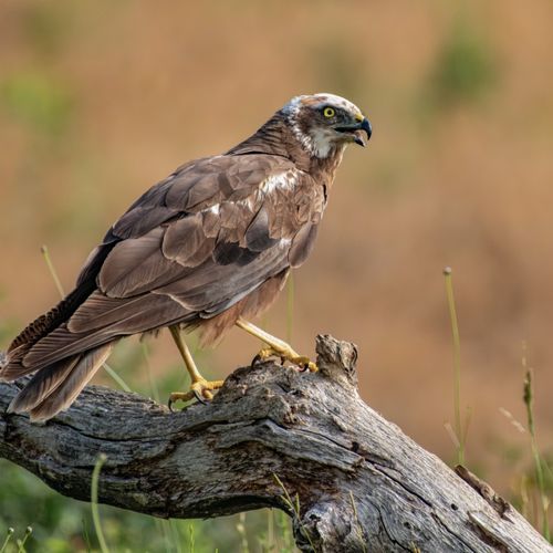 AGUILUCHO LAGUNERO