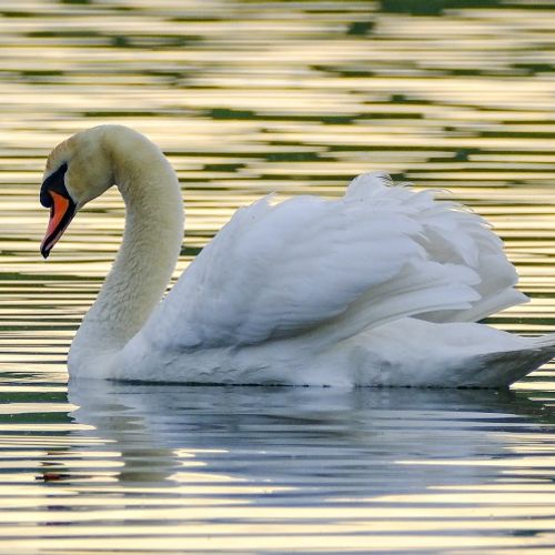 CISNE