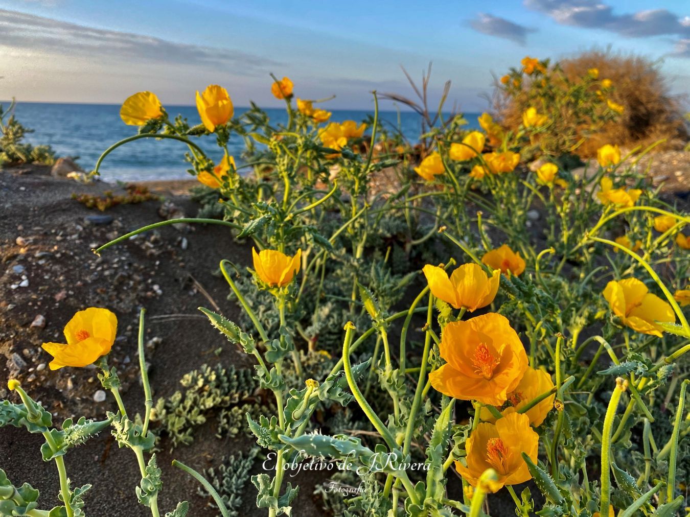 Vegetación en playa de Adra