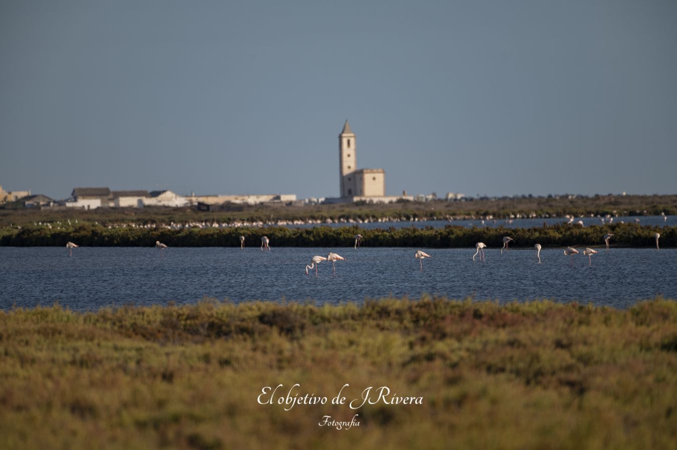 Flamencos en Cabo de Gata