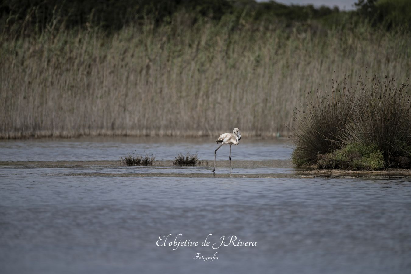 Flamencos en punta entinas