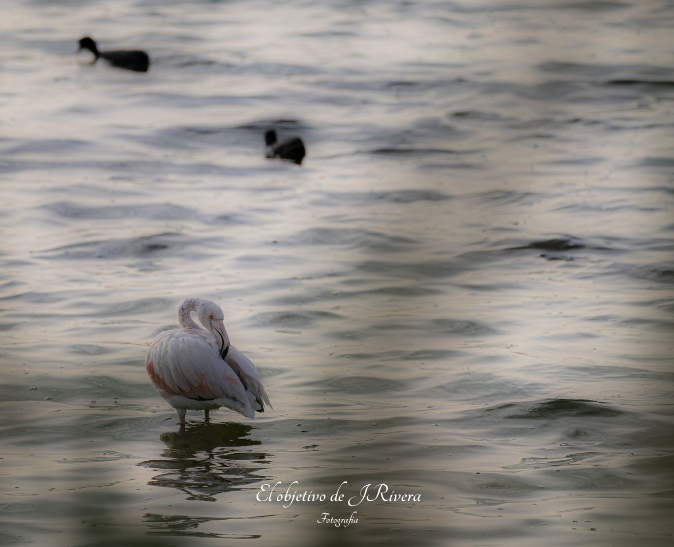 Flamencos